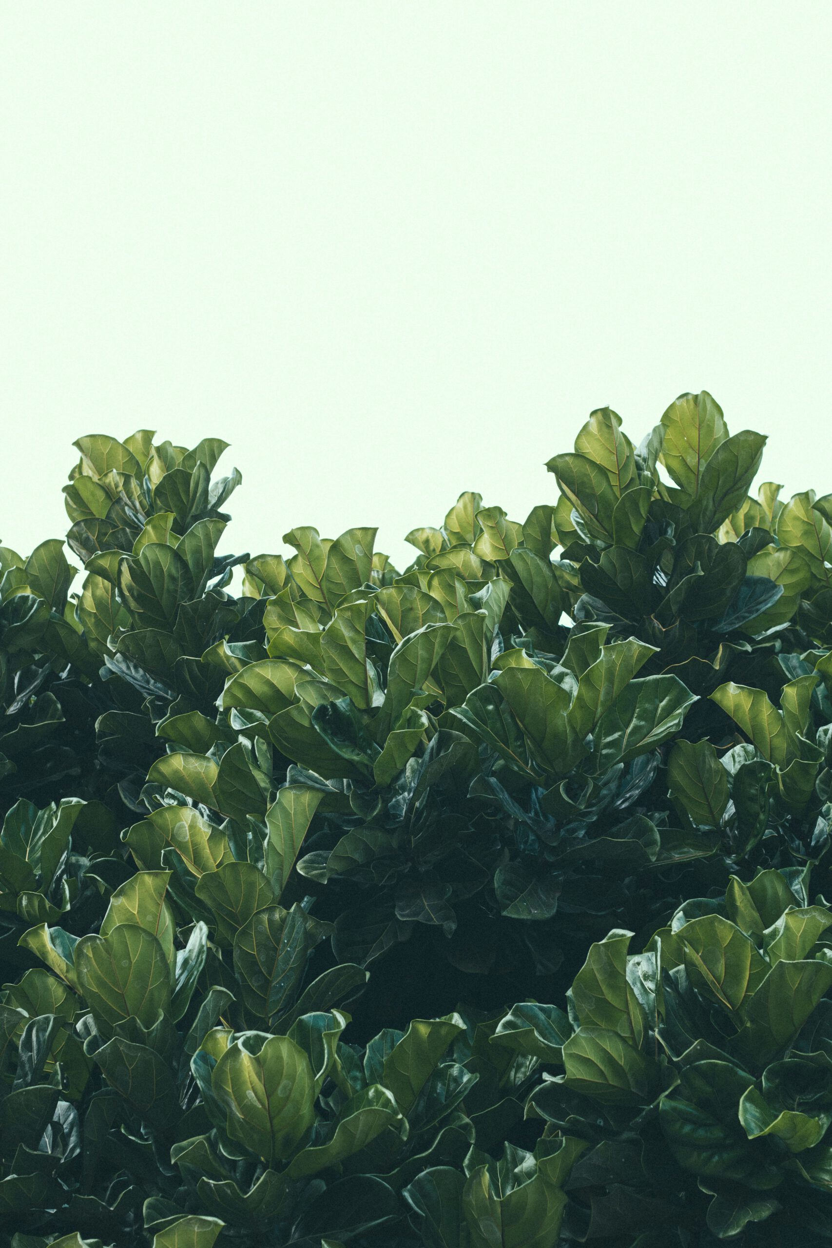 bogomil mihaylov 8h2yh7 si44 unsplash