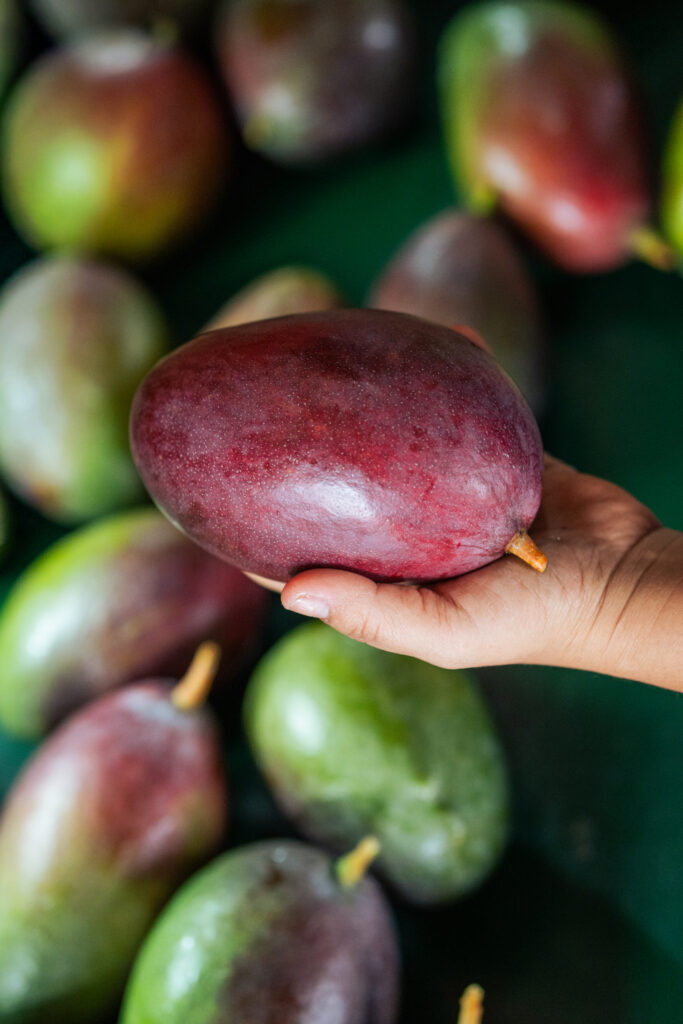 agroguru mango
