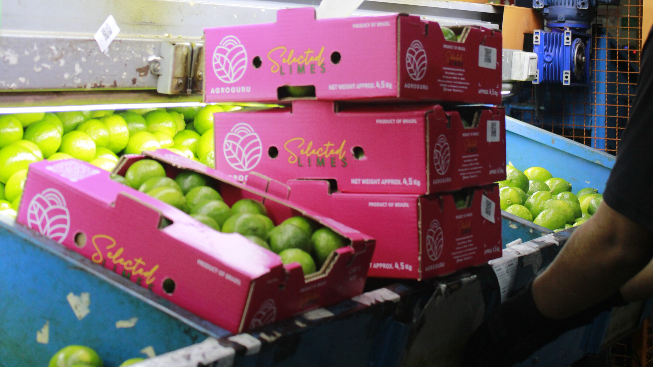 agroguru packinghouse